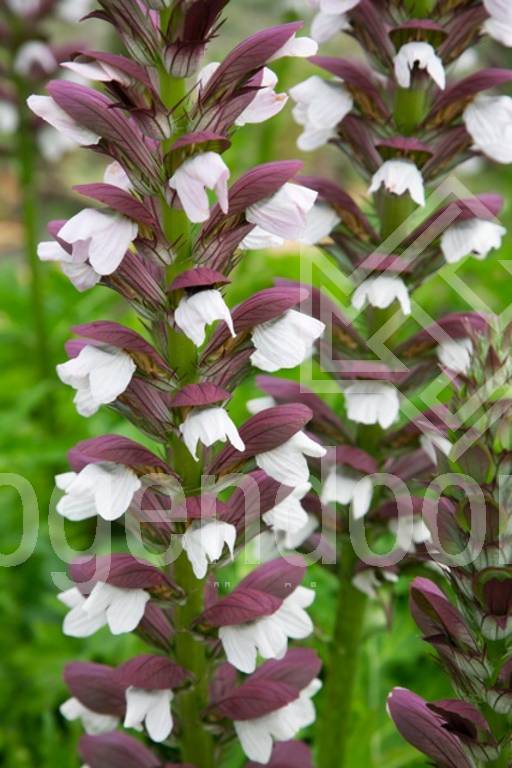 Acanthus hungaricus 'White Lips'